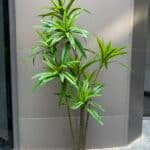 Dracaena Tree