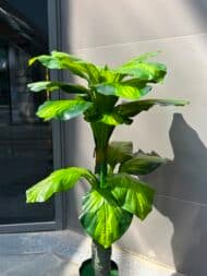 Tropical Emerald Plant - Image 3