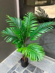 Palm tree - Image 3
