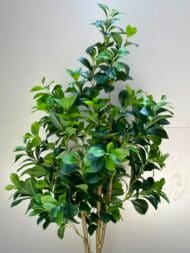 Emerald Ficus Tree - Image 3