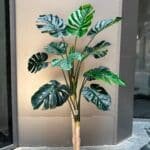 Monstera Deluxe Tree