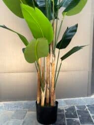 Banana tree - Image 2