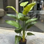 Bird of Paradise