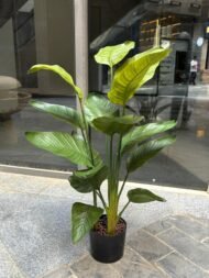 Bird of Paradise