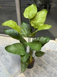 Bird of Paradise - Image 2