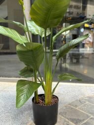 Bird of Paradise - Image 3