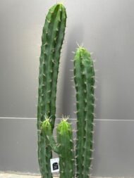 cactus - Image 3