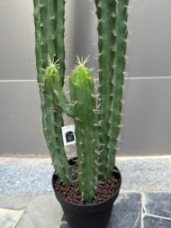 cactus - Image 2