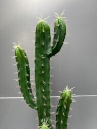 Cactus - Image 3