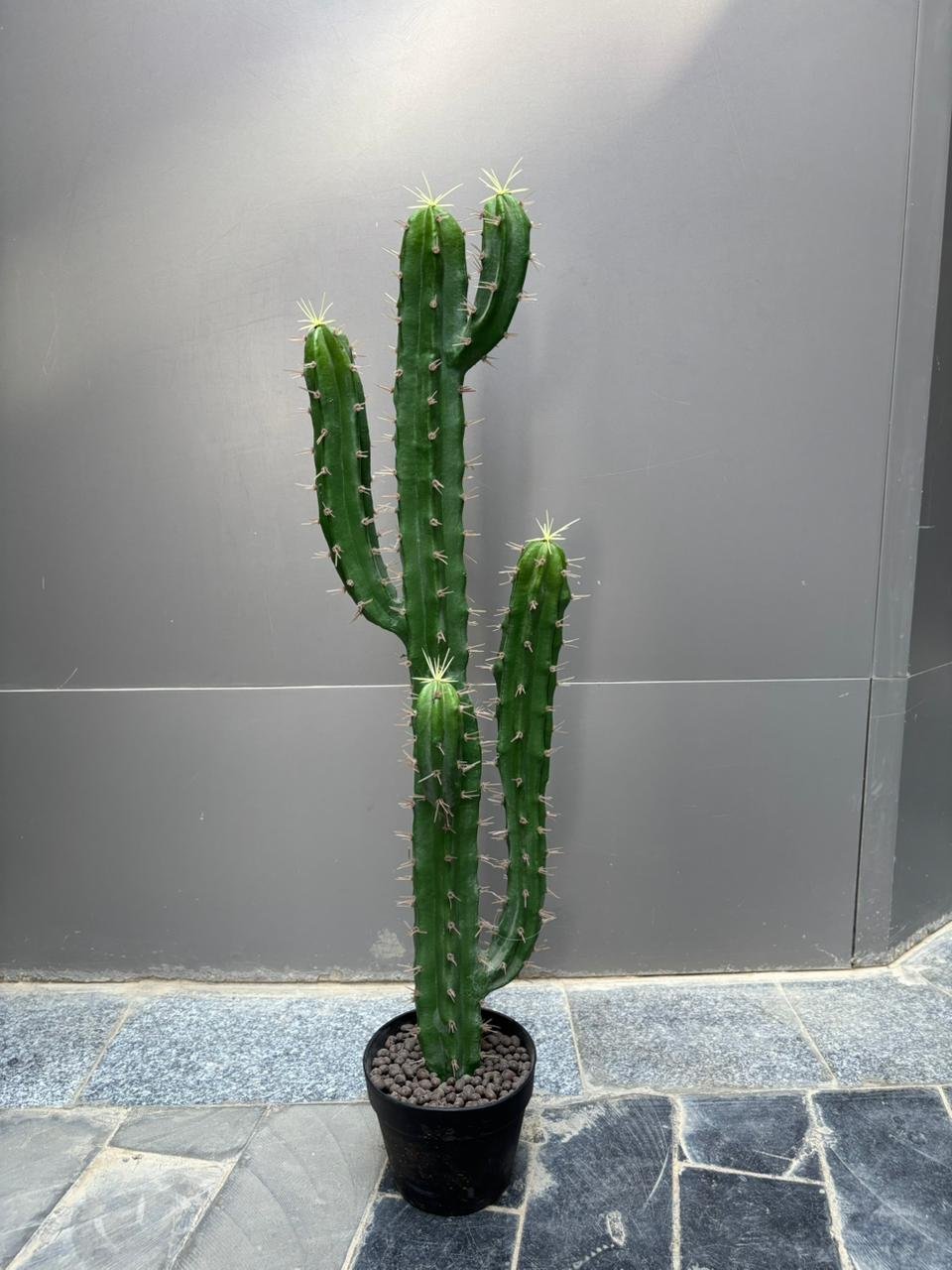 WhatsApp Image 2026-06-09 at 20.07.26 Cactus - Image 1