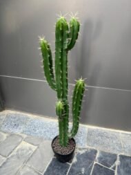 Cactus - Image 2