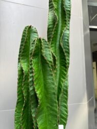 Cactus - Image 2