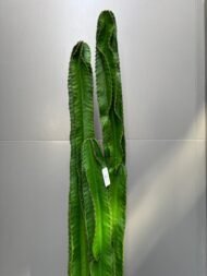 Cactus - Image 2