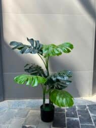 Monstera Deliciosa - Image 2
