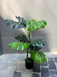 Monstera Deliciosa - Image 3