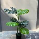 Monstera Deliciosa