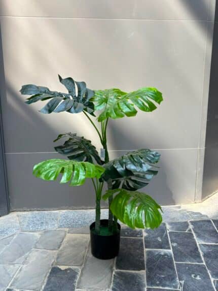 Monstera Deliciosa
