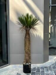 Yucca