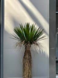 Yucca - Image 2