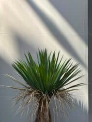 Yucca - Image 3
