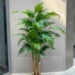 Areca Palm