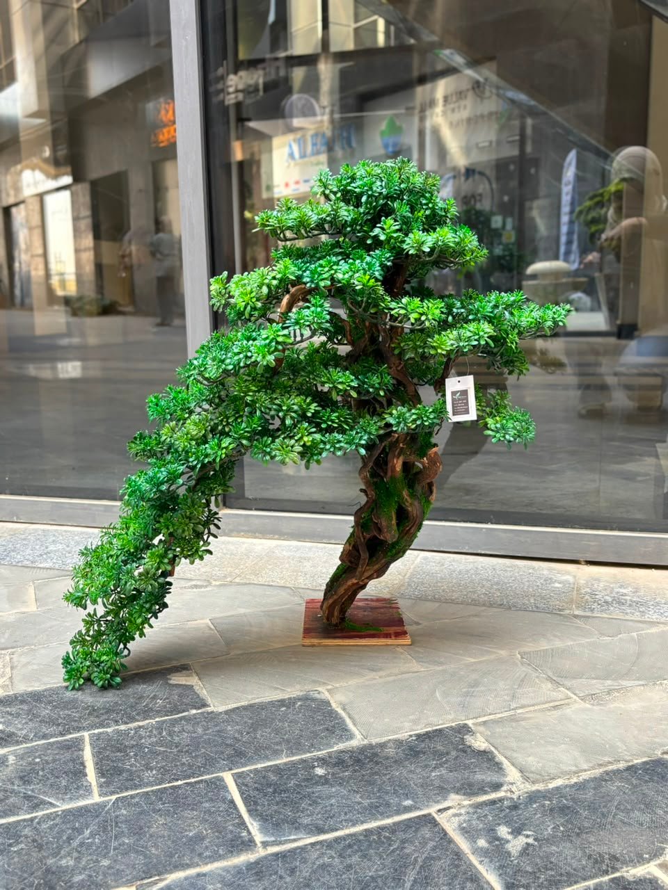 WhatsApp Image 2026-06-12 at 16.01.58 Bonsai - Image 1