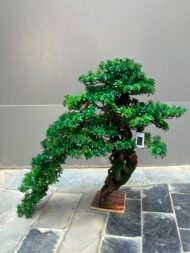 Bonsai - Image 2