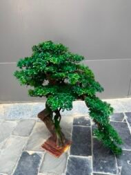 Bonsai - Image 3