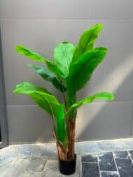 Banana Tree