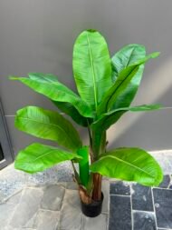 Banana Tree - Image 3