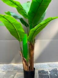 Banana Tree - Image 2