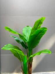 Banana Tree - Image 4