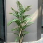 Areca Bamboo Palm