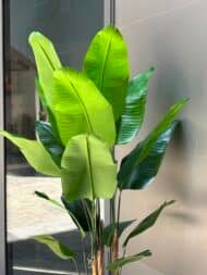 Banana tree - Image 5