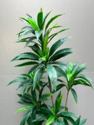 Elegant Dracaena Cane Tree - Image 3