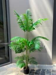 Tropical Palm Tree