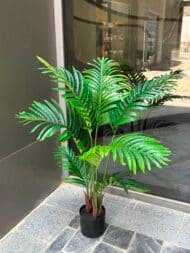 Palm tree - Image 2