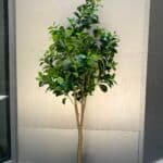 Emerald Ficus Tree