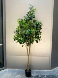 Emerald Ficus Tree
