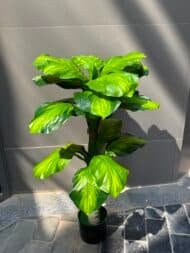 Tropical Emerald Plant - Image 2